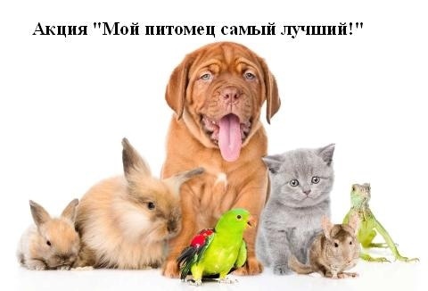 Акция &amp;quot;Мой питомец самый лучший&amp;quot;.